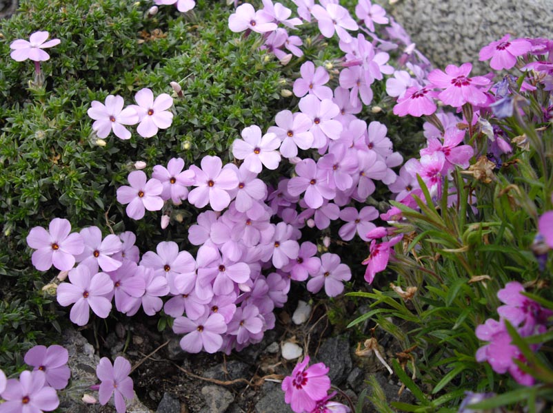 Phlox 'les ponts de Cé' en fleurs dans un jardin ensoleillé